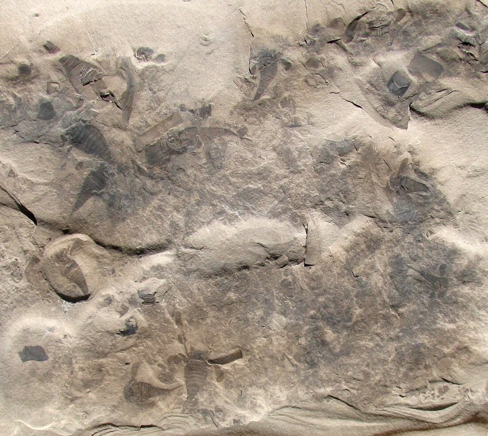 KILLER MULTIPLE EURYPTERID FOSSIL PLATE- 12 OR MORE JUVENILE EURYPTERUS REMIPES!