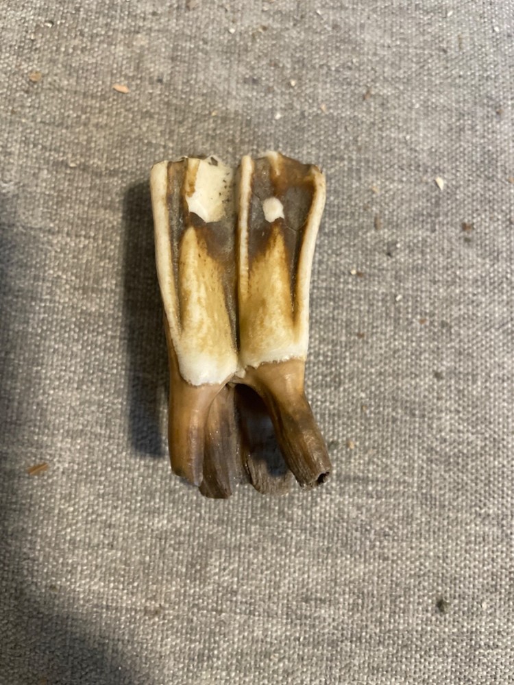 ice age horse tooth