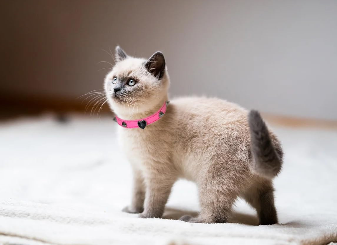 Spiked Cat Collar with Bell and Safety Belt, PU Leather Kitten Collar with Heart