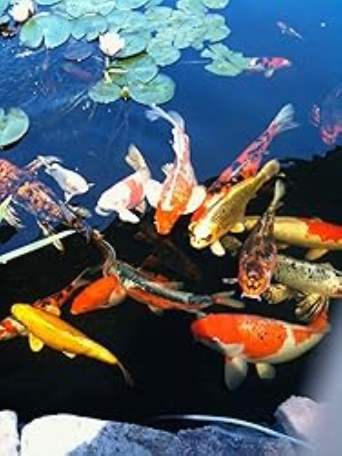 40 lb Bag Koi Fish Food Large Pellets by Americas Best Koi Food 32% Protein