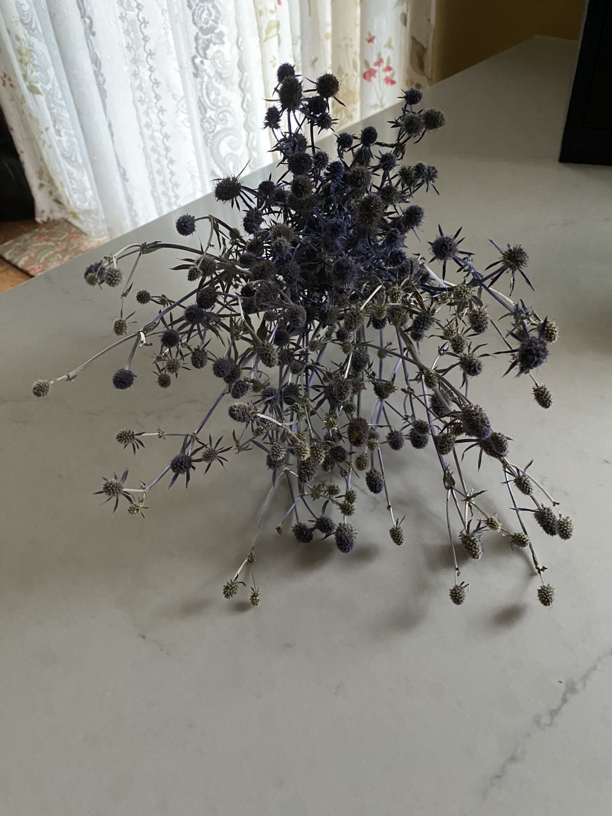 ERYNGIUM Sea Holly Bunch BOUQUET Bundle DRIED Flowers USA