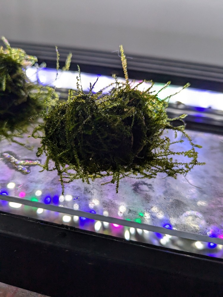 Java Moss Balls Live Aquarium Plant Decoration