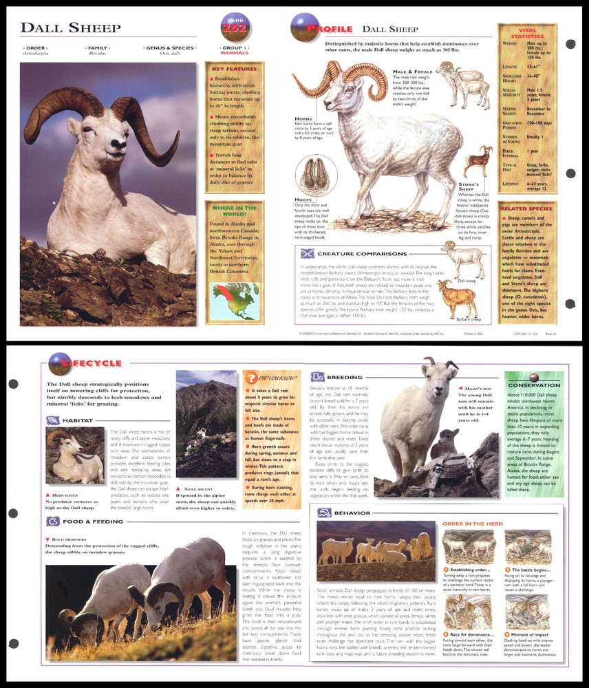 Fold-Out Sheet - Dall Sheep - 262