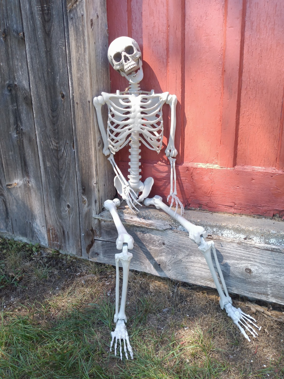 Halloween Deluxe Human Skeleton 5'4" Pose able Life Sized