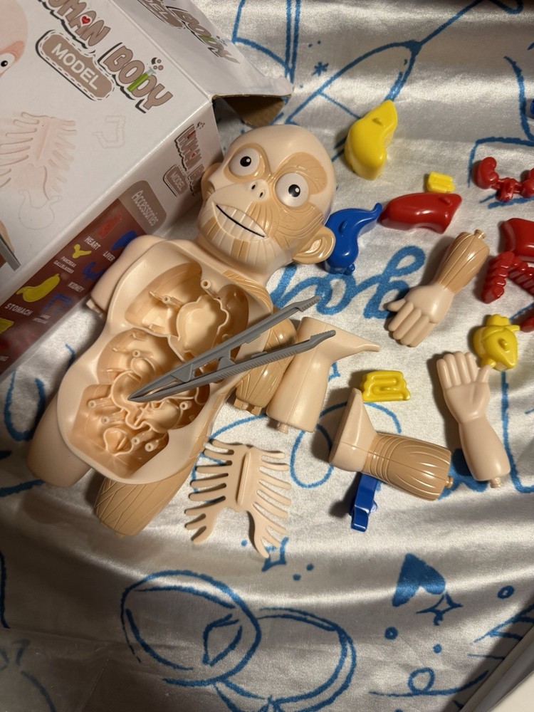 HUMAN MODEL EDUCATIONAL ANOTOMY TEACHING TOOL