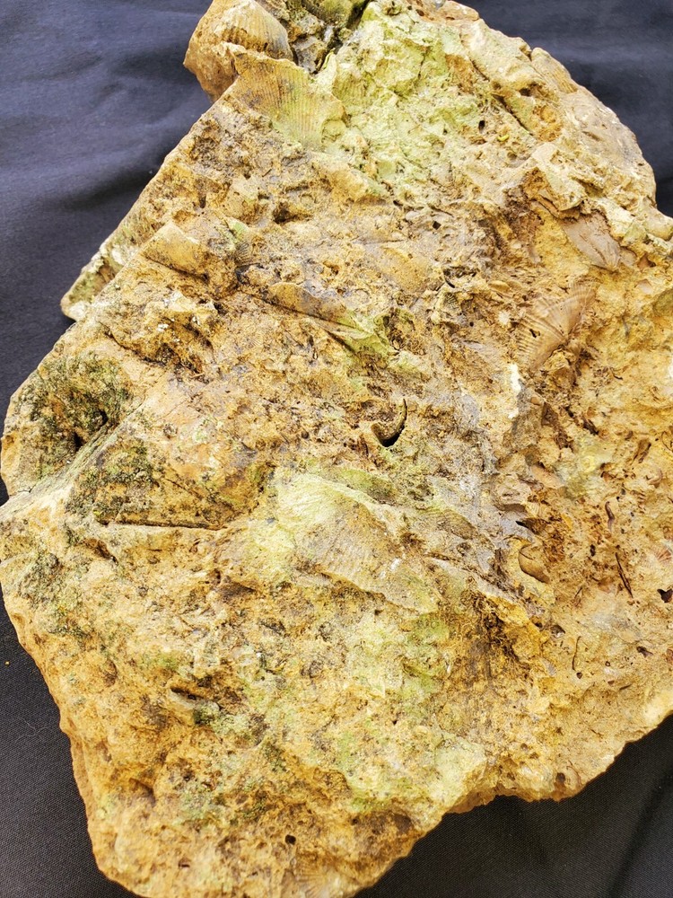 Trilobites, Corals, Crinoid, And Shell Fossils.