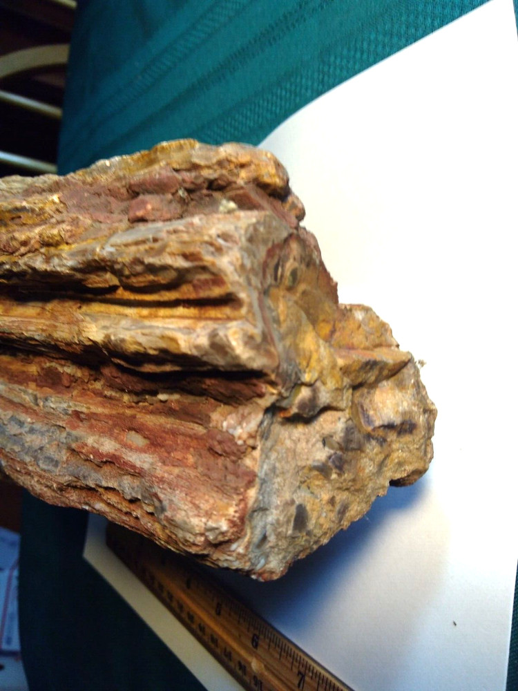 Petrified Wood Rough- Over 7-1/2 lbs.