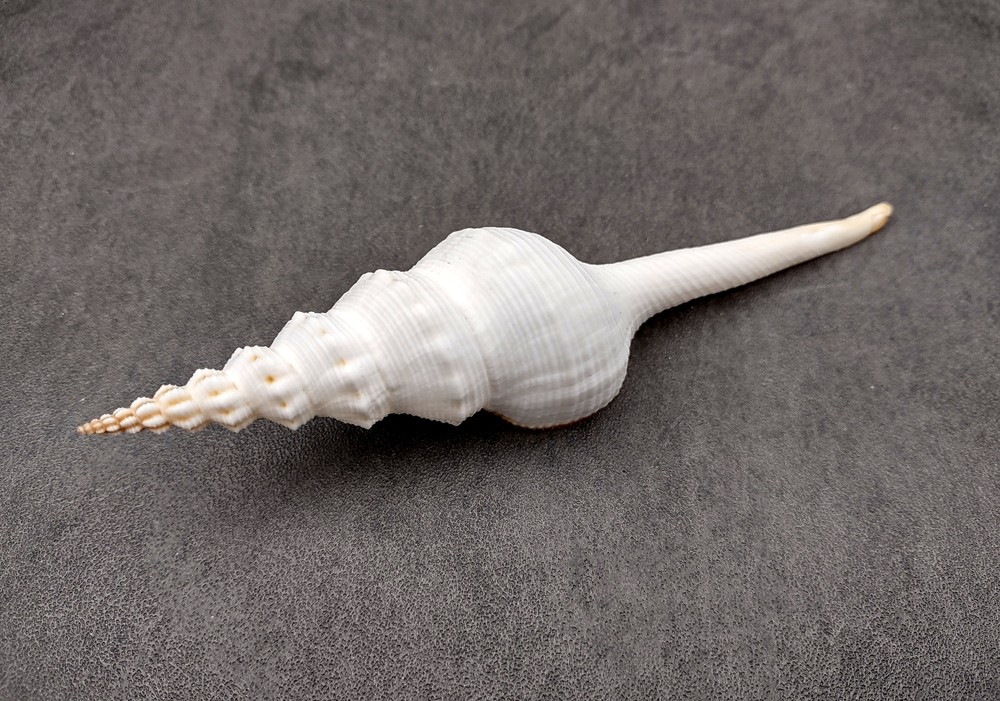 Du Petits Spindle Seashell White (1 shell approx. 5+ inches) Shell for crafts!