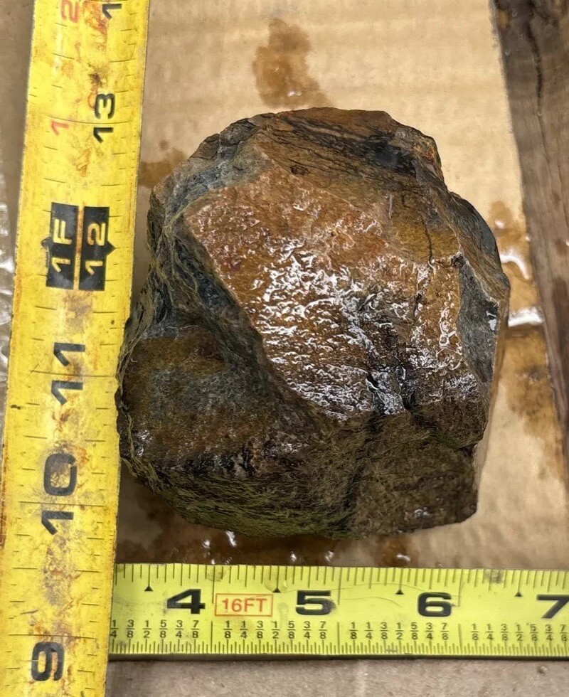Tempskya petrified Palmwood