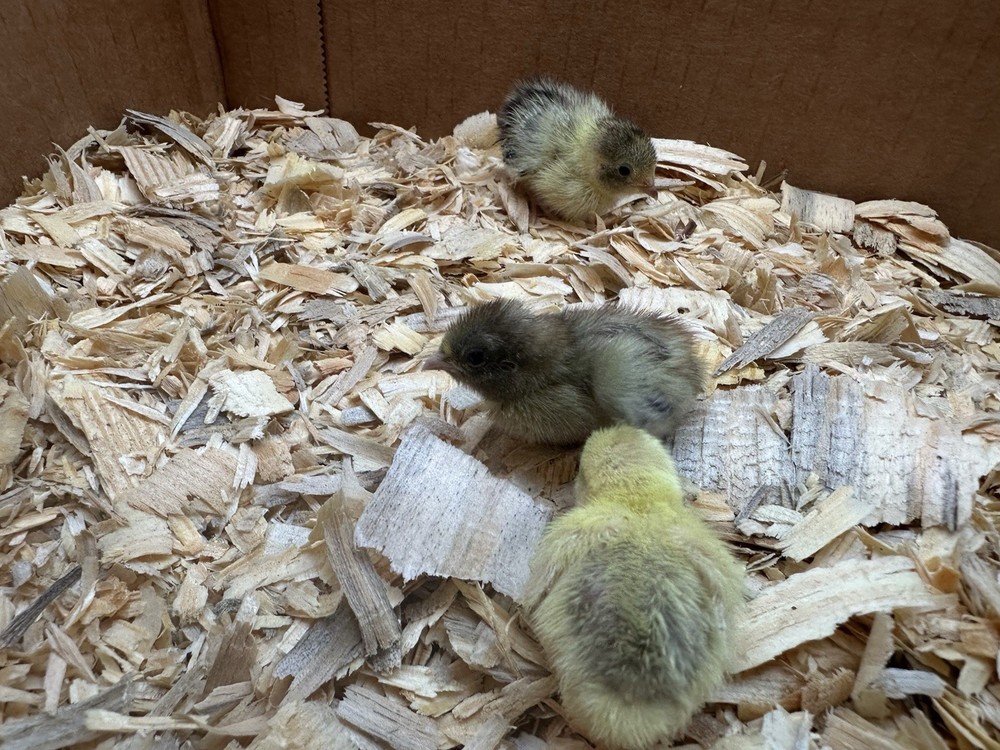 7+ Button Quail Hatching Eggs -Assorted Colors