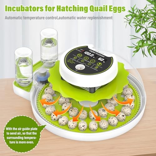Quail Egg Incubator for Hatching Eggs with Automatic Egg Turning and Green
