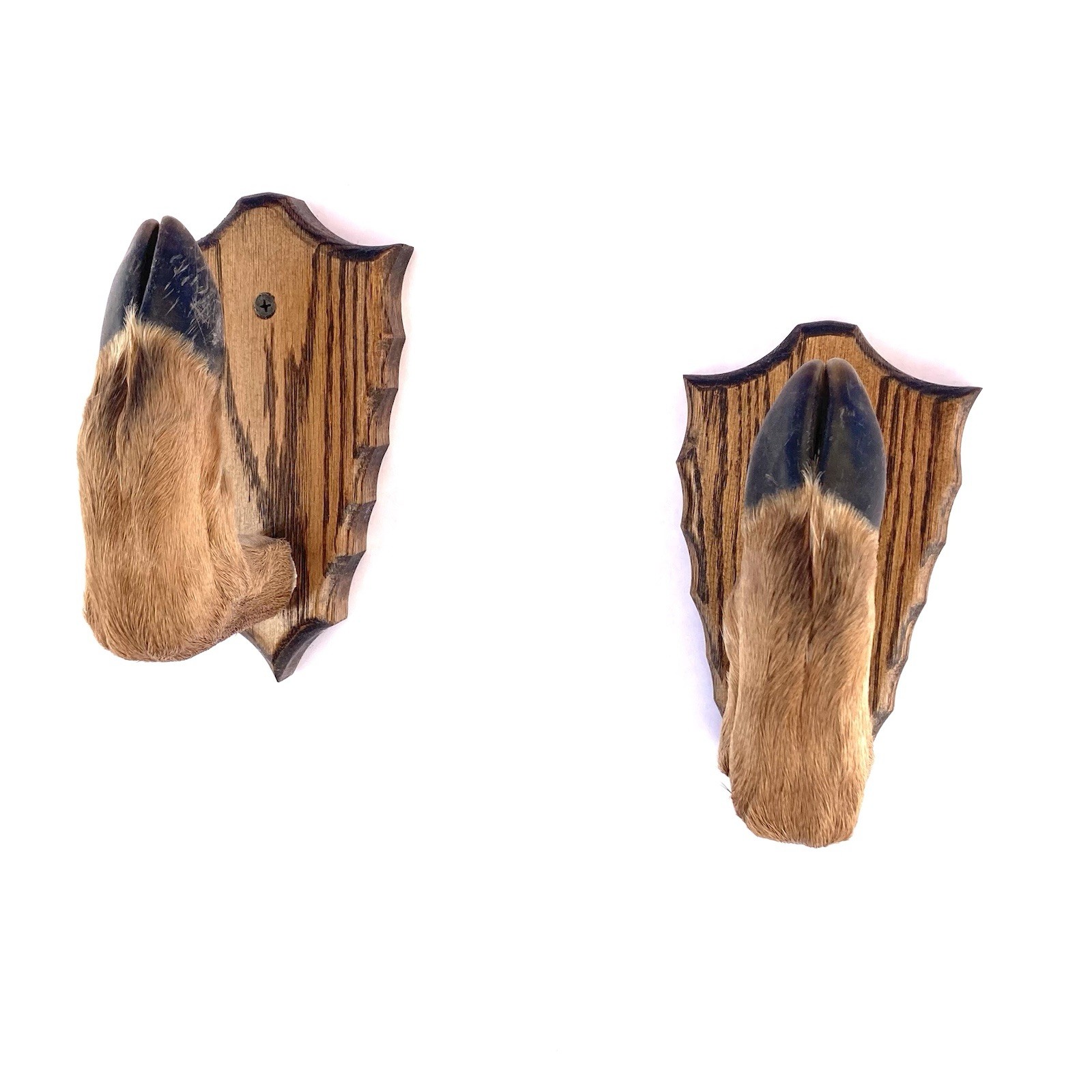 Taxidermy Deer Hoof Foot Feet Gun Rack on Oak Arrowhead Plaques Gunrack