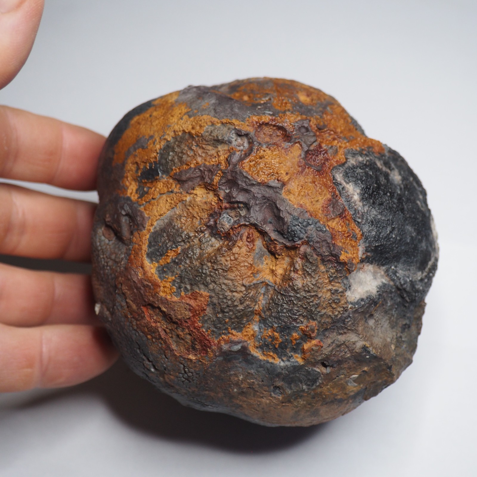 Large 1.8 kg Lobolith Scyphocrinites Crinoid Floating Devonian Fossil Morocco