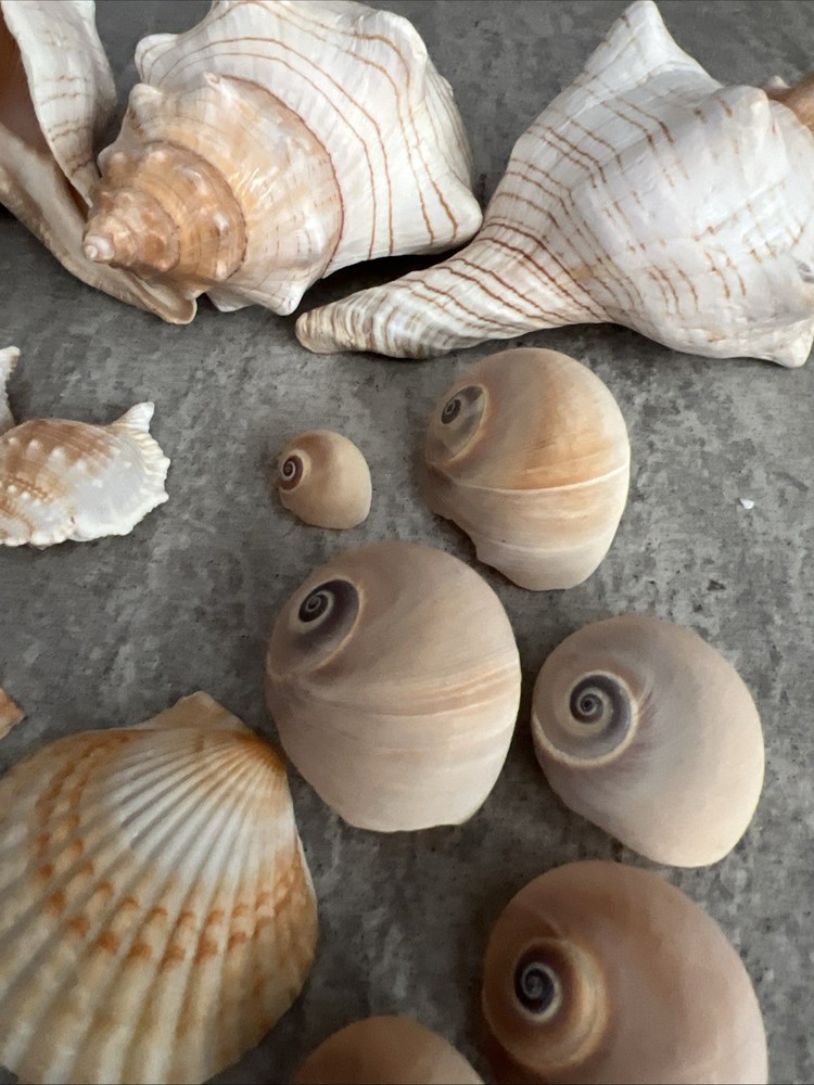 Beautiful Sea Shells Various !!