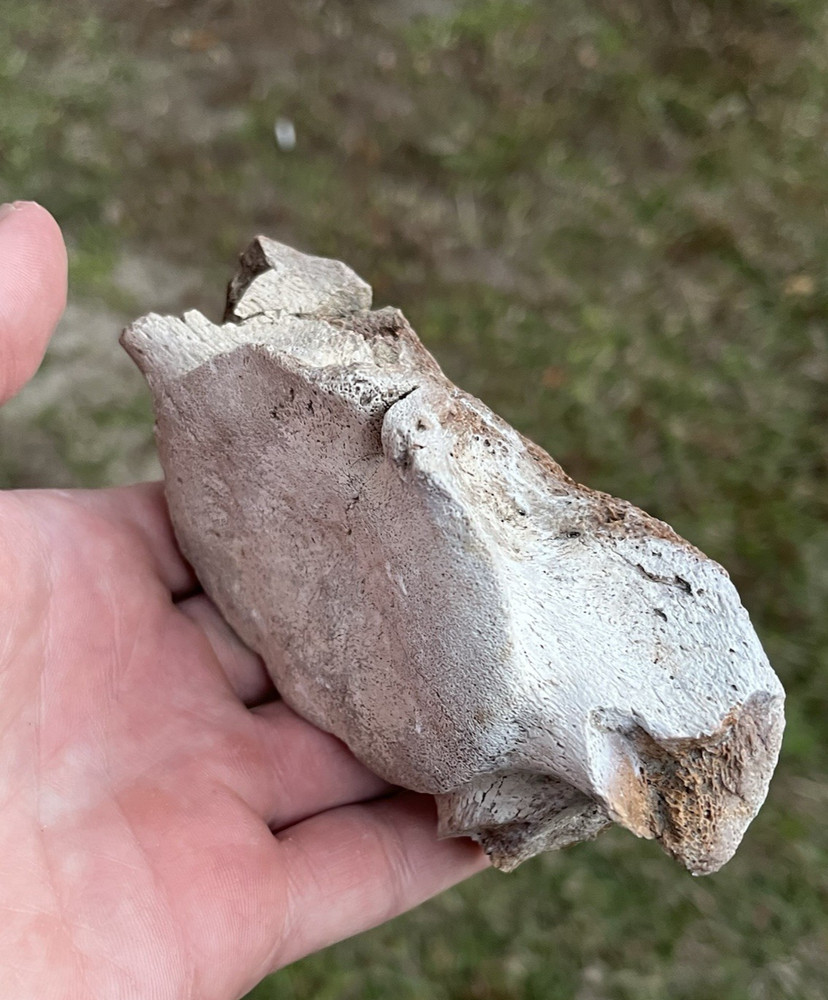 Prehistoric Fossil Cervical Dolphin Backbone Vertebrae SC
