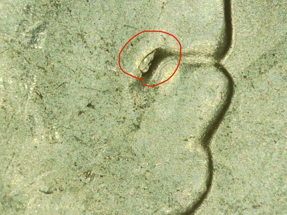 2022 P Anna May Wong Quarter with multiple die chip errors