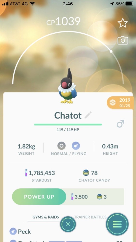 Pokemon Regional Chatot Safe And Fast