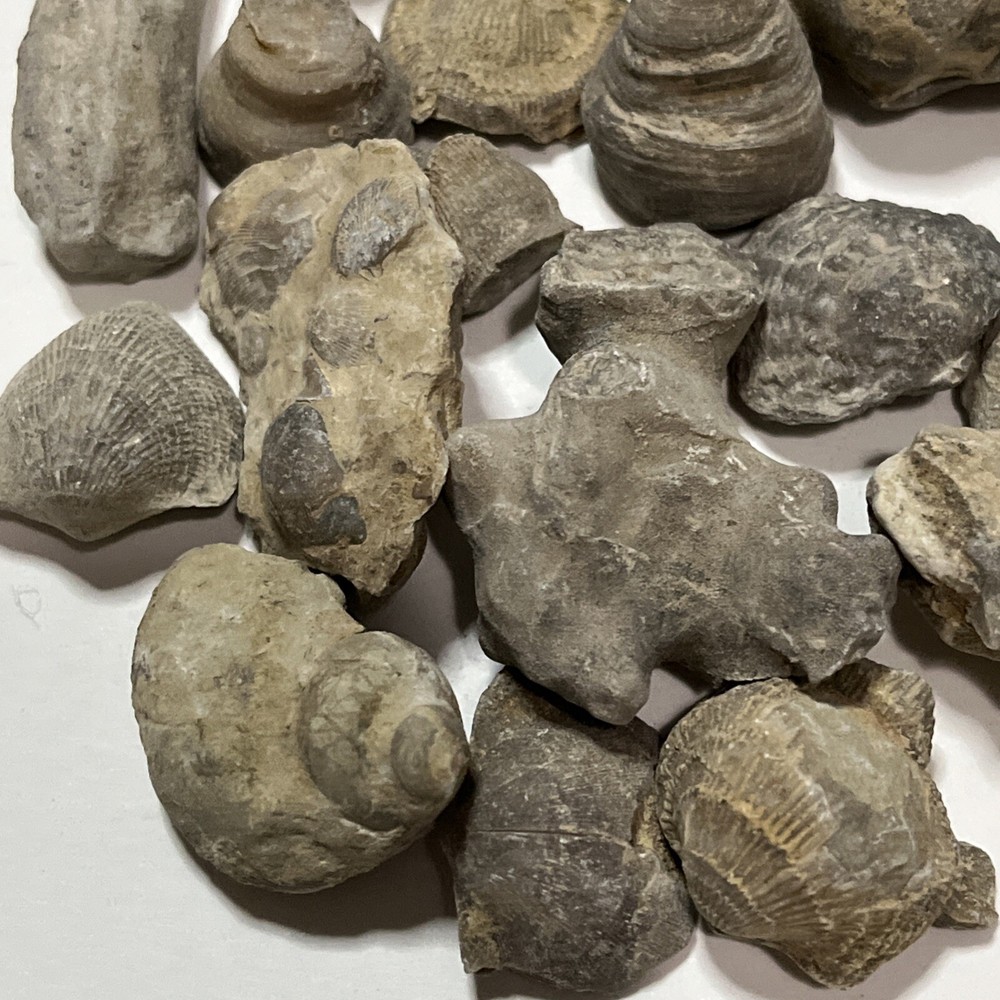 Devonian Fossils Lot Of 25
