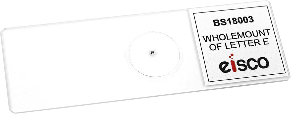 Wholemount of Letter 'E', Prepared Microscope Slide - 75 X 25Mm - Introductory M