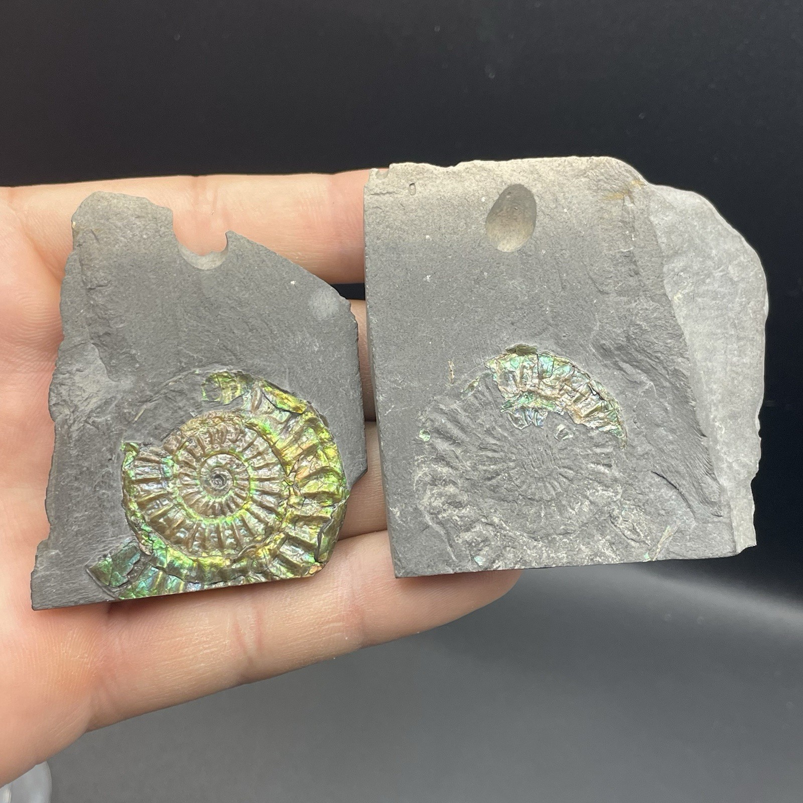 Ammonite Fossil Somerset UK Collector Quality Beautiful Green