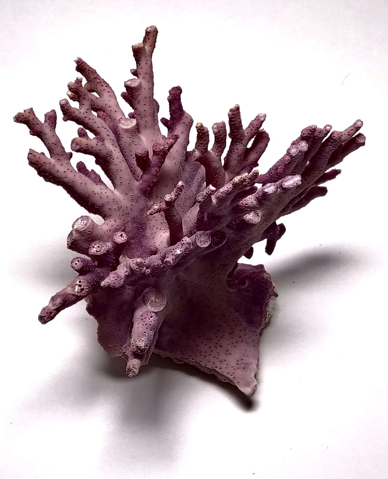 Rare Purple / Lavender Hydrocoral Coral from California Home Decoration