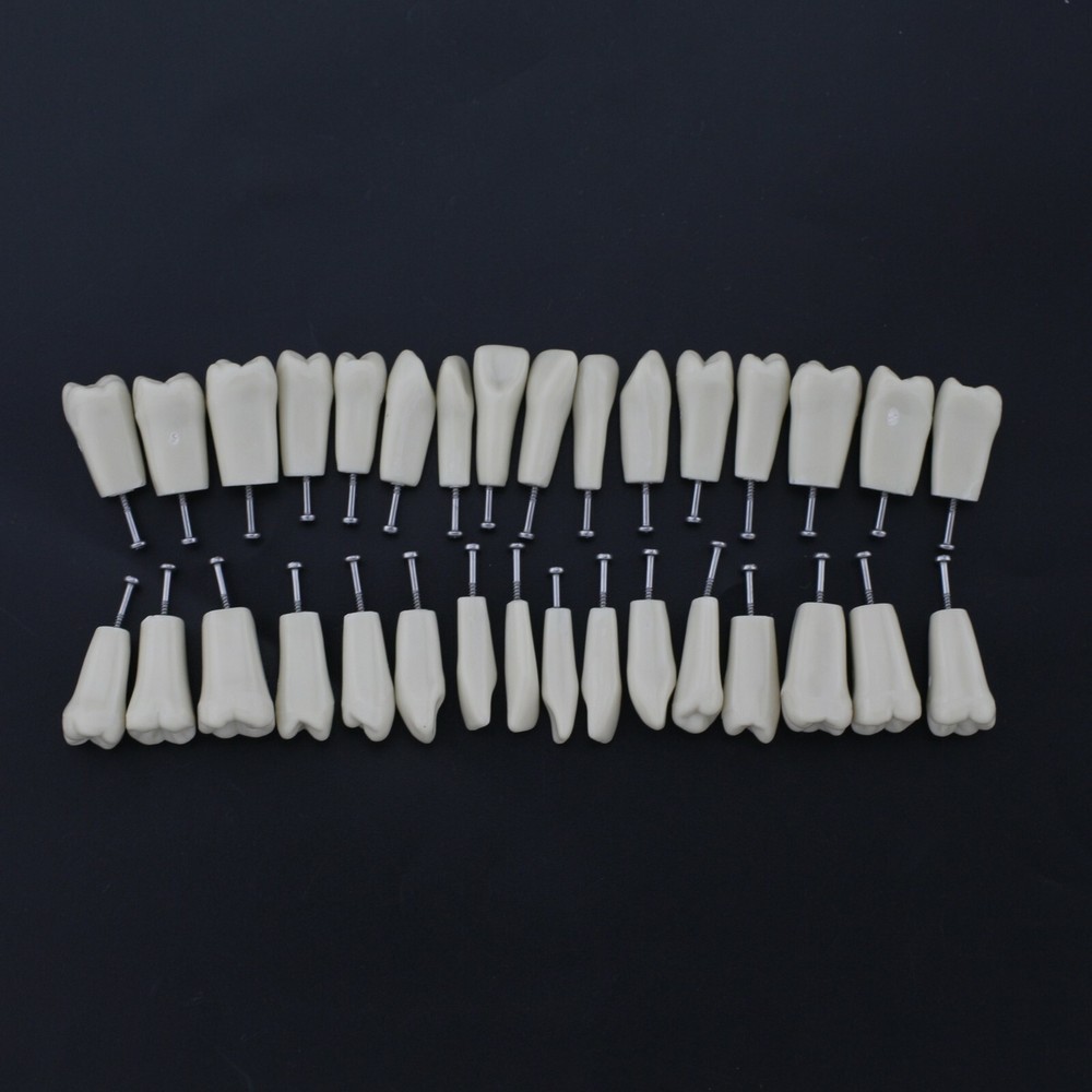 Columbia Dentoform 860Type Dental Typodont Exam Prep Model 32pcs Removable Teeth