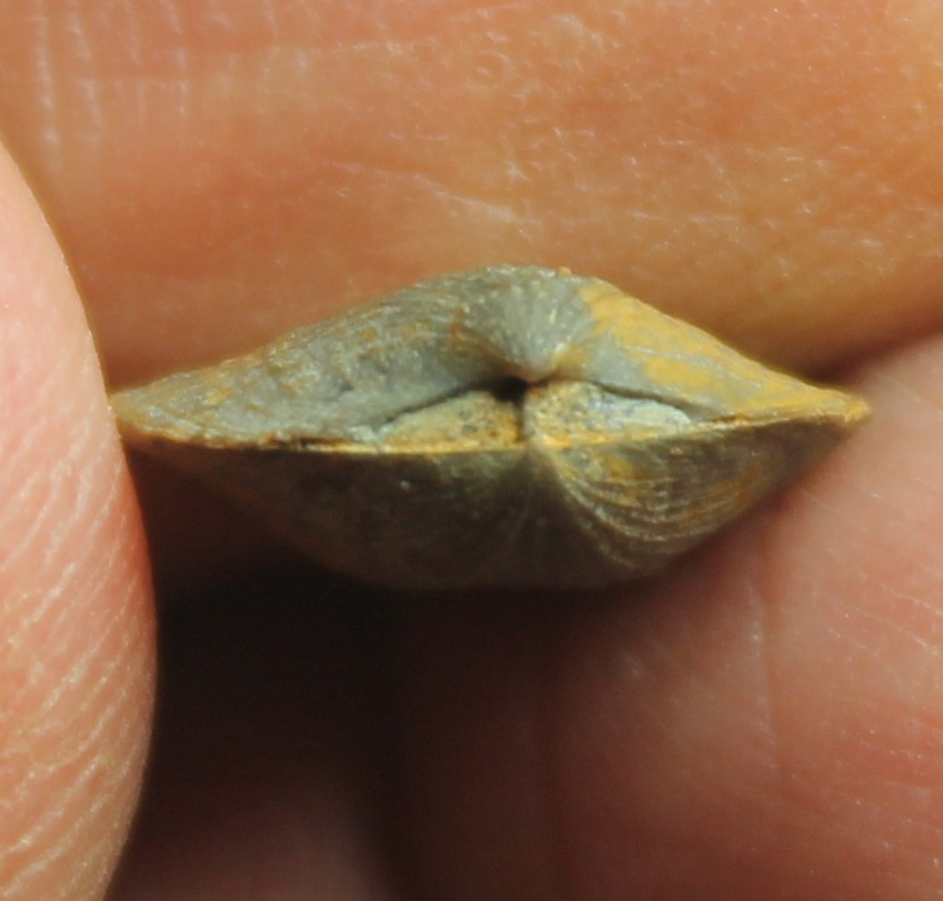 Tyersella canalicula - Devonian fossil brachiopod