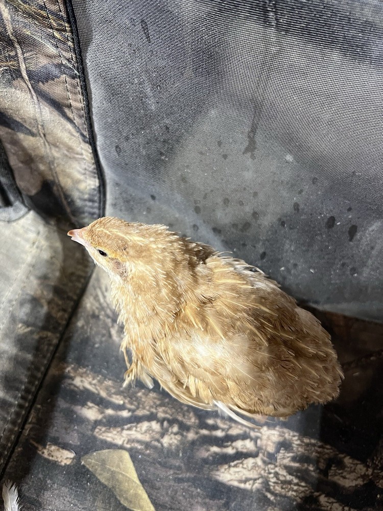 12+ count Ginger Quail Coturnix hatching eggs