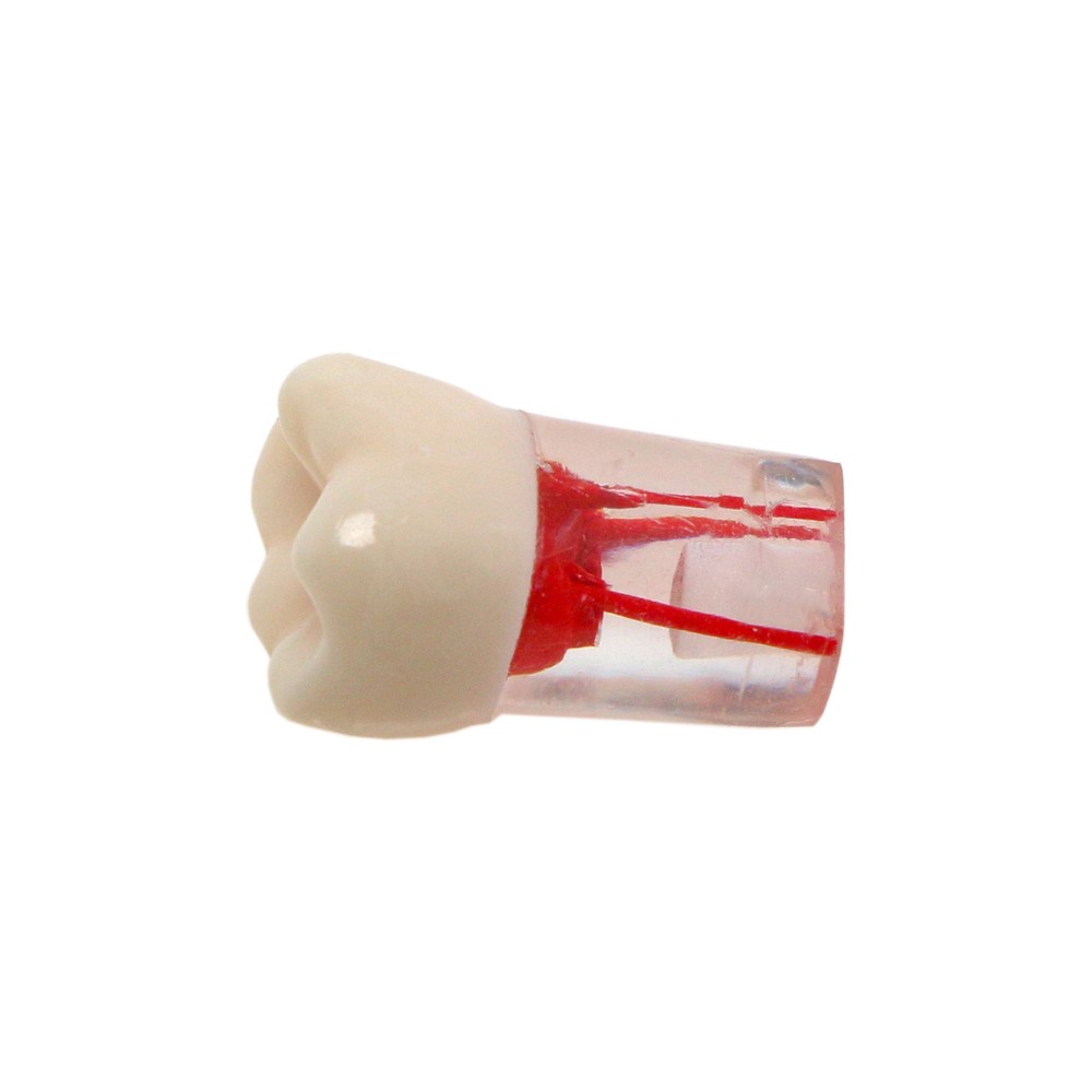 10Pcs Dental Root Canal Study Teeth Model for Endodontic Rotary Files Practice