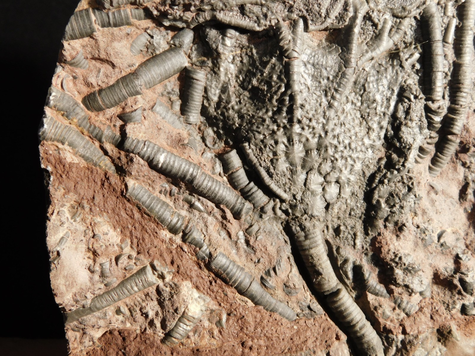 LARGER! 430 Million Year Old! CRINOID Fossil or Sea LILY Fossil Morocco 1221gr