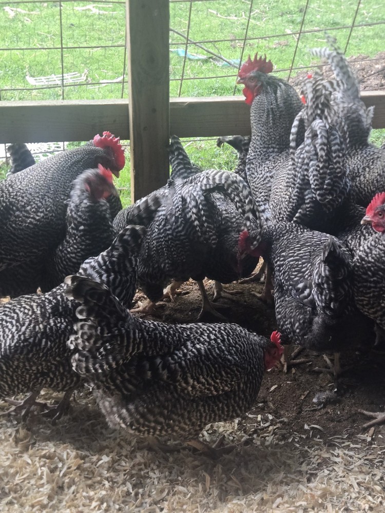Barred Rock Hatching Eggs-12 Plus 2 Extra