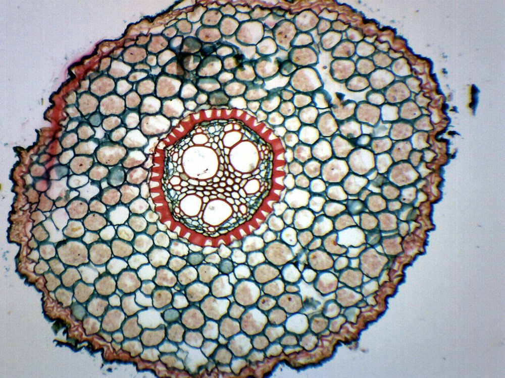 Iris Root, Typical Monocot - CS - Prepared Slide - 75x25mm - Eisco Labs