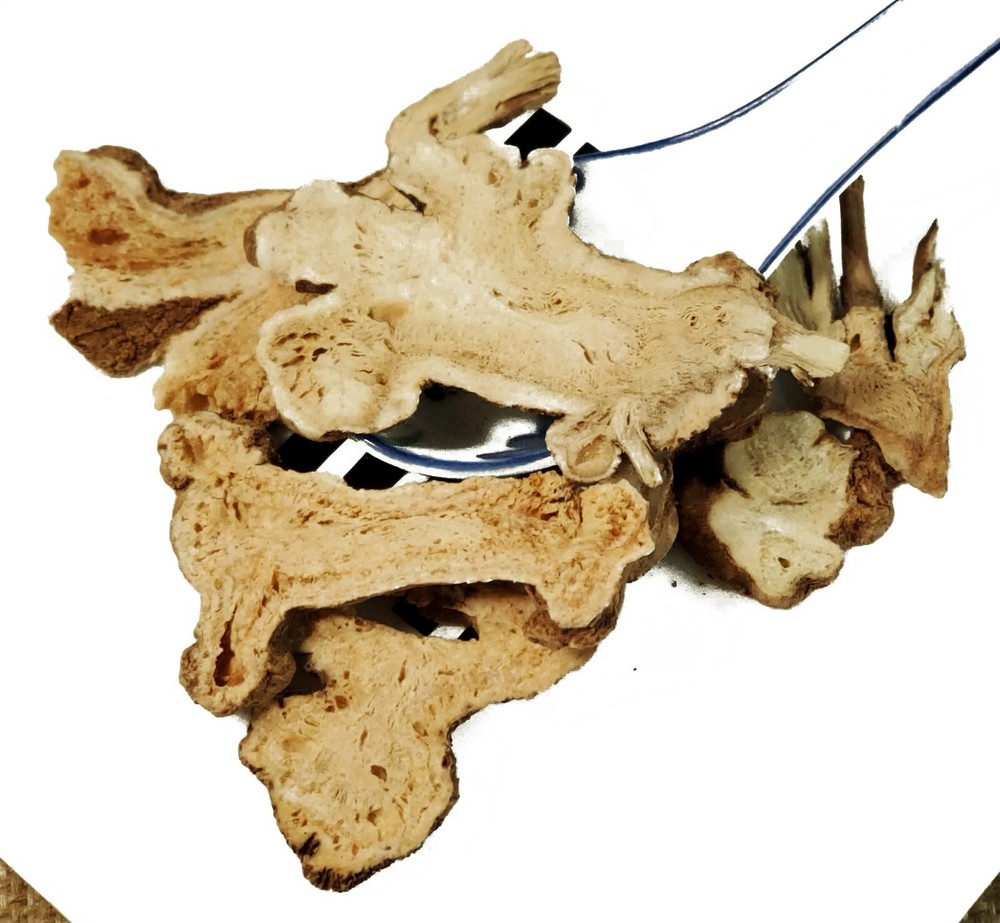 白术 Bai zhu / Atractylodes Slice / Atractylodes Macrocephala Koidz