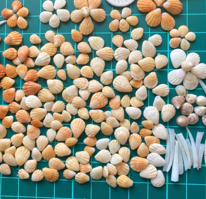 Kitten Paws shell🐭✋Shell from japan Plicatula simplex small