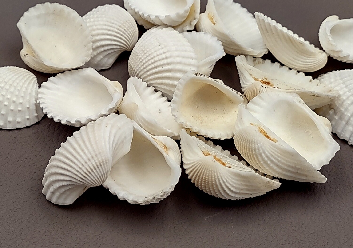 White Ark Clam Seashells Tegillarca Granosa (approx. 20+ shells 1+ inches)