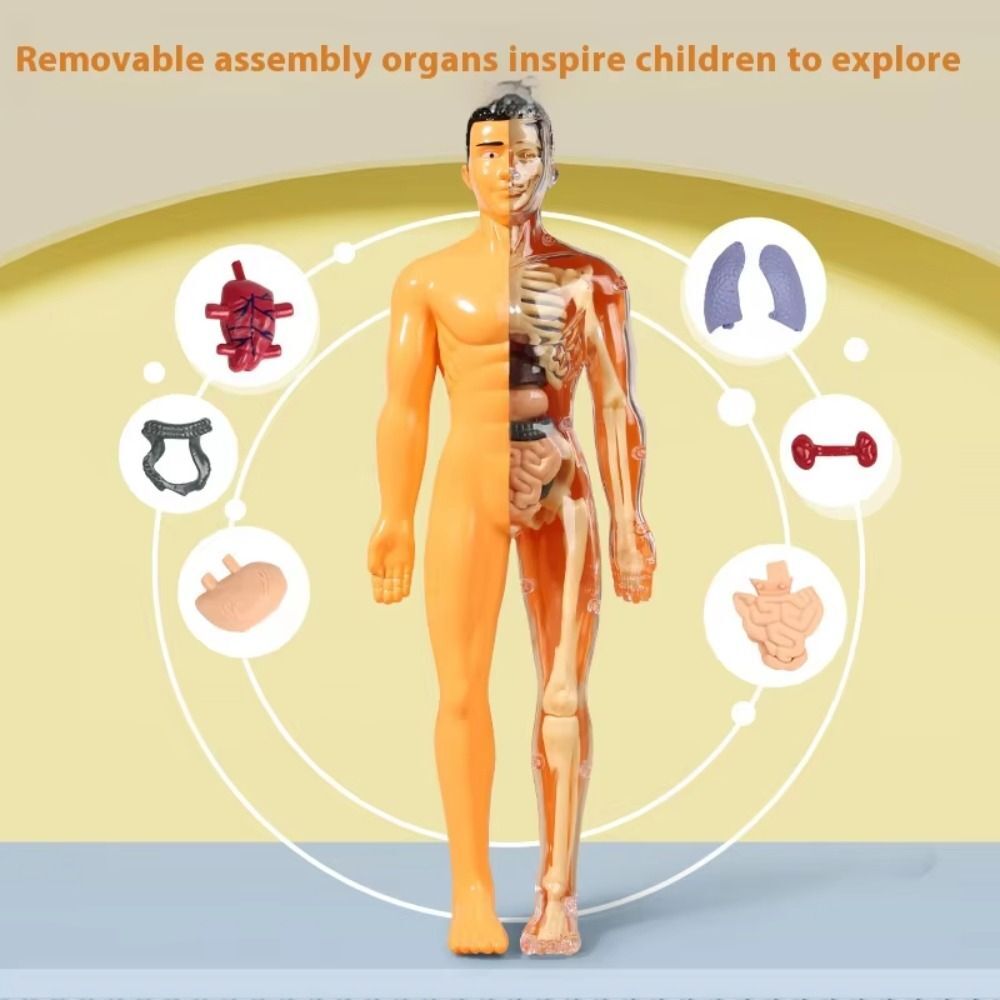 3D Human Body Torso Model For Kid Anatomy Model Skeleton Model DIY Assembly