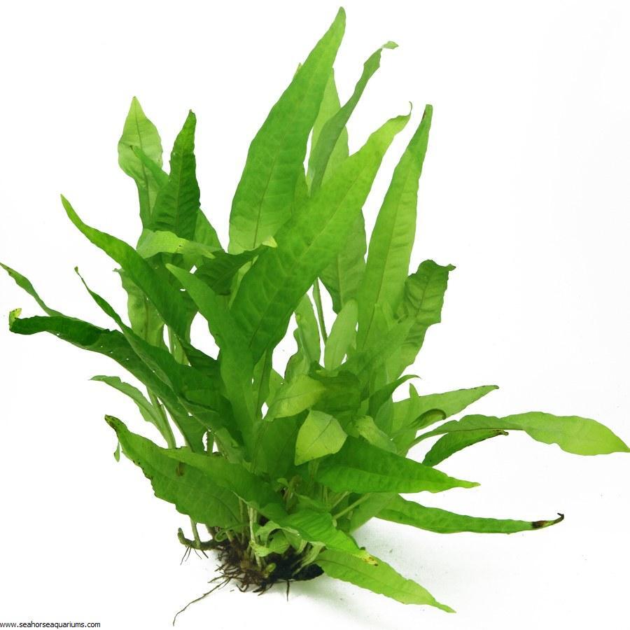 Java Fern Microsorum Pteropus Bare Root