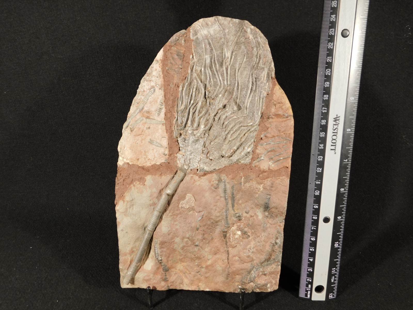 LARGER! 430 Million Year Old! CRINOID Fossil or Sea LILY Fossil Morocco 1133gr