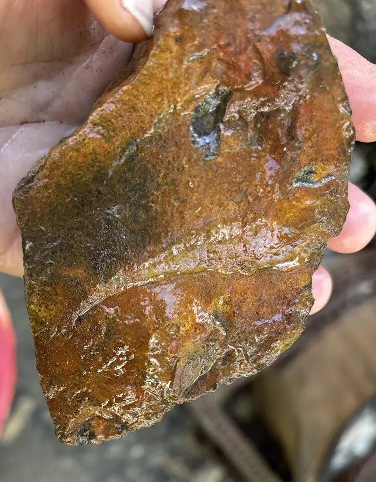 Tempskya petrified Palmwood