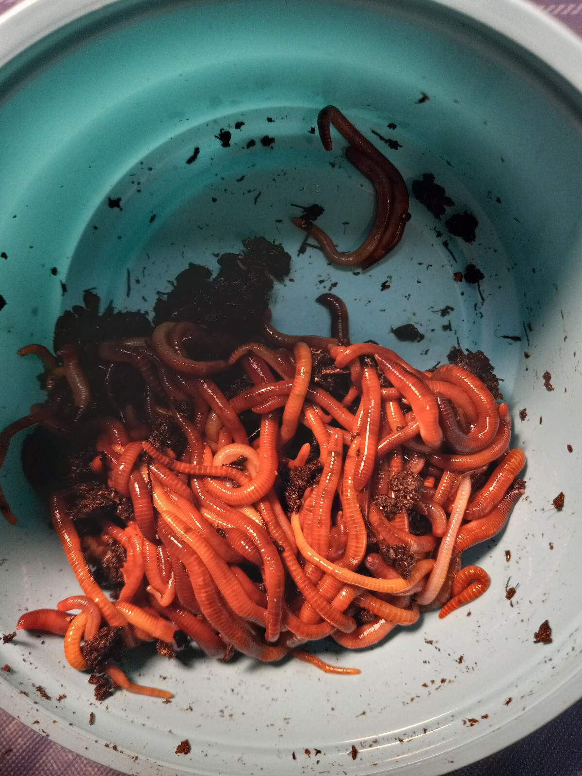 🐛Compost Worms For Sale" Red Wiggler" US Raised " Hand Counted" FREE SHIPPING🐛