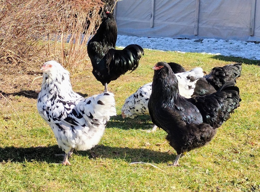 Ermine Ameraucana hatching eggs (12+)