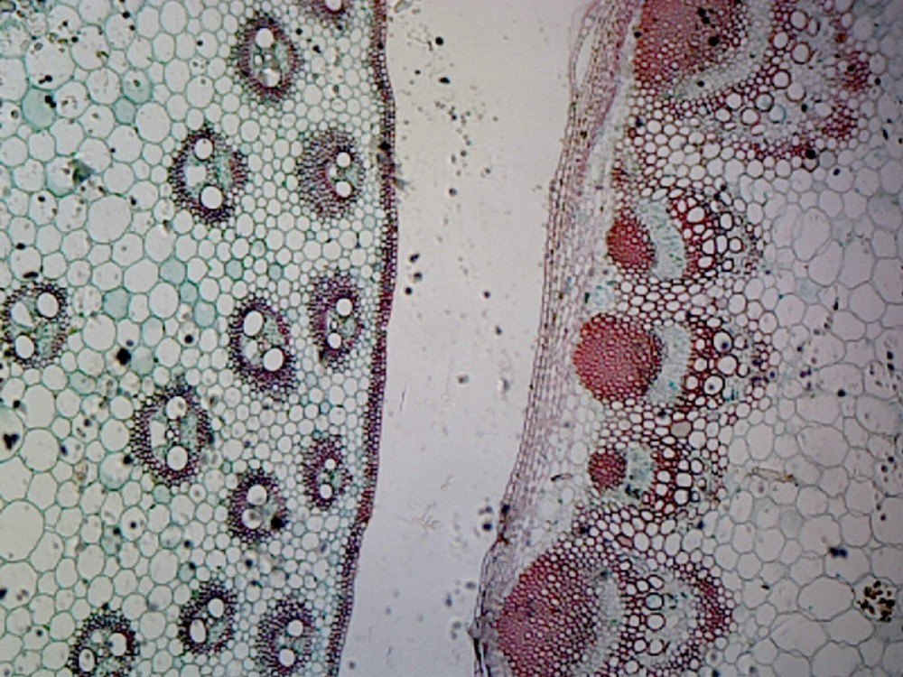 Monocot (Corn) and Dicot (Sunflower) Stem Comparison; Cross Section
