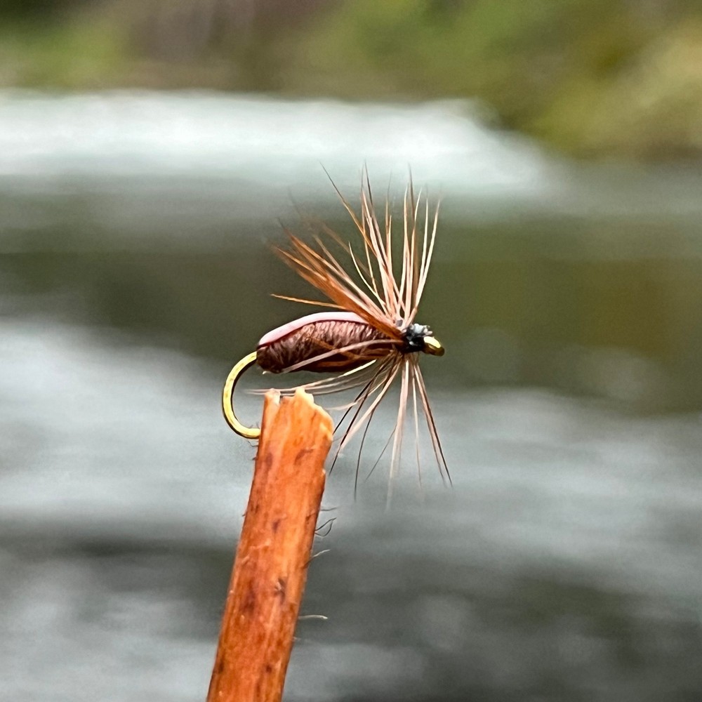 Brown Beetle - (Pack of 3)