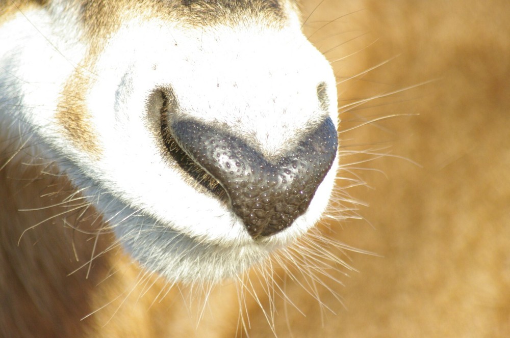 Roan Antelope Taxidermy Reference Photo Cd