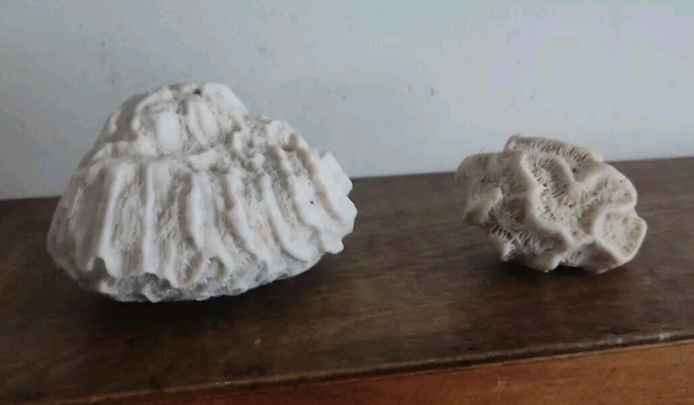 2 X Fossilised Coral Natural