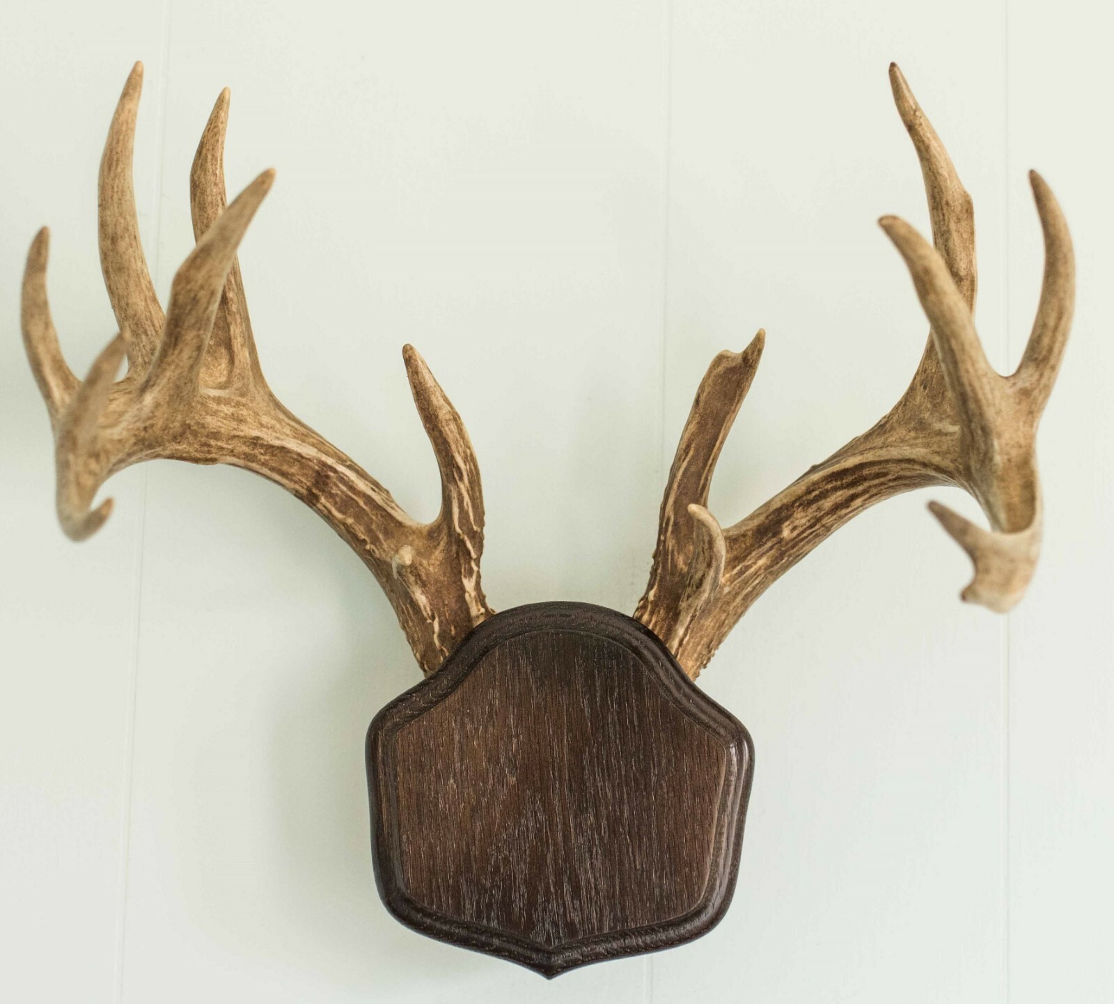 Dark Oak The Deer Stand Antler Mounting Kit