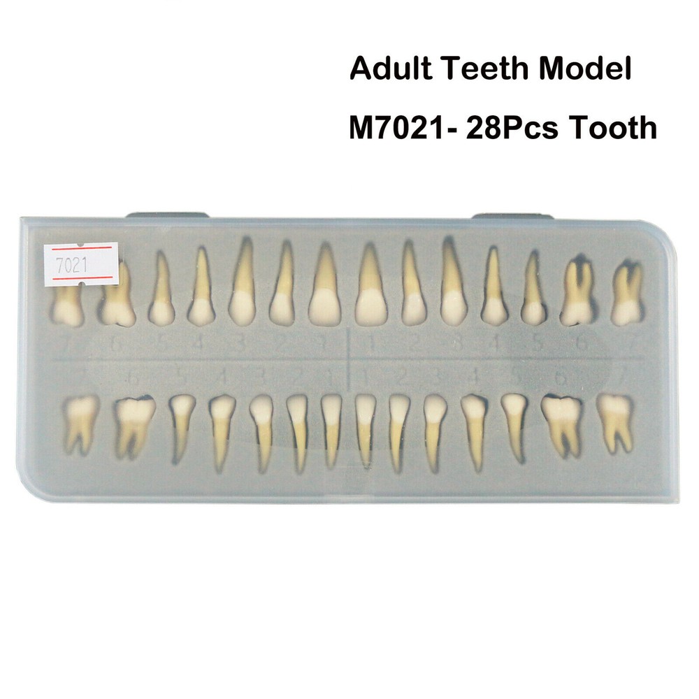Dental Ortho Teeth Model Implants Practice Teaching Restortion Brushing Model