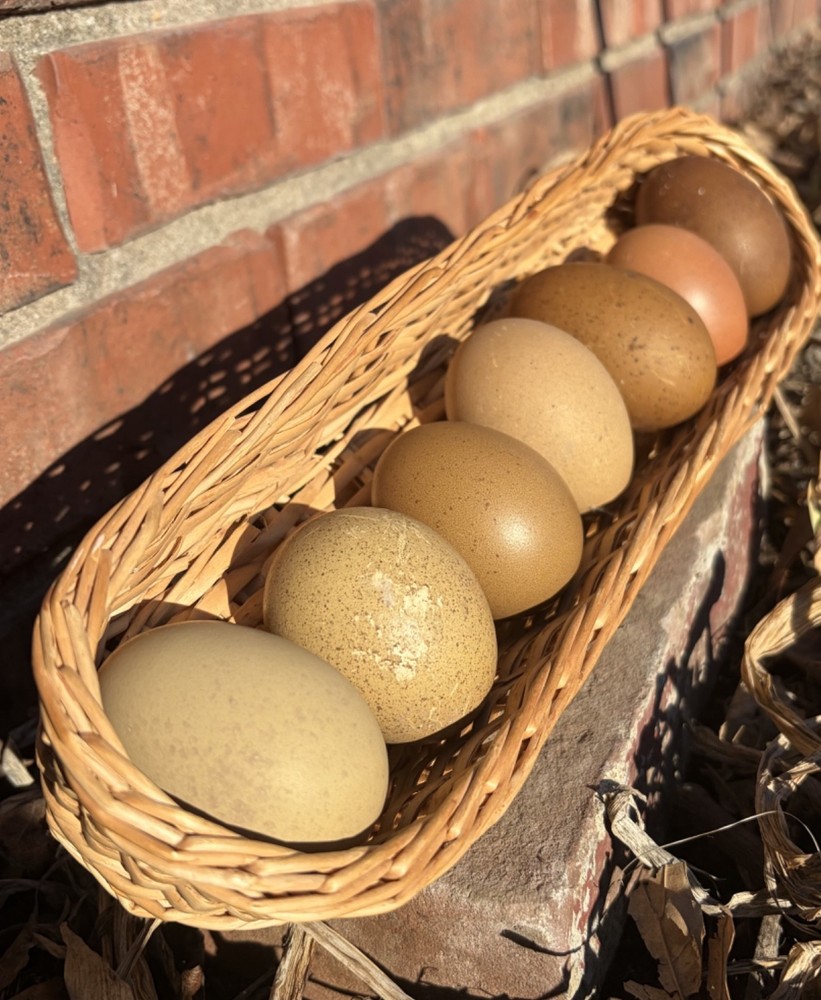 Hatching Eggs OLIVE 10+2 extra EE Marans Olive / Mint / Sage Cross