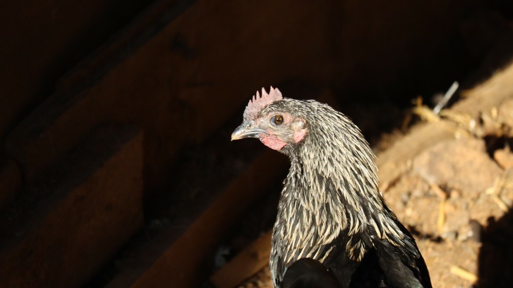 5+ Barnyard Mix Hatching Eggs | Assorted Mix Rare Breeds | TN NPIP CERTIFIED
