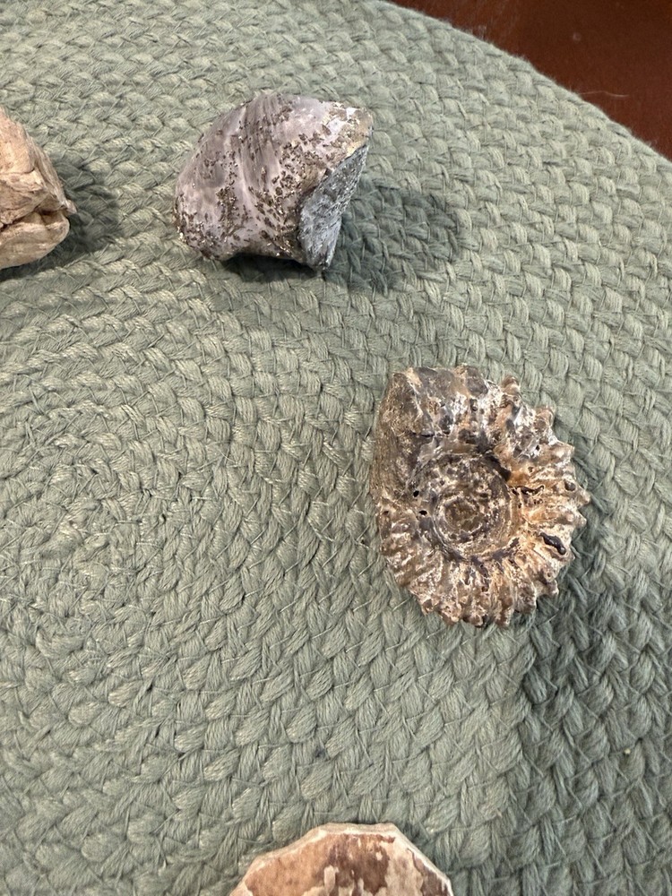 Assorted Fossil Specimens
